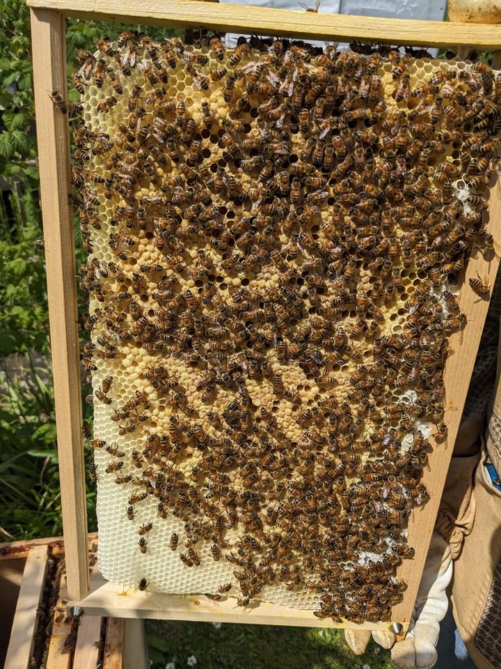 Bienenschwarm auf Dadant modifiziert in Köln