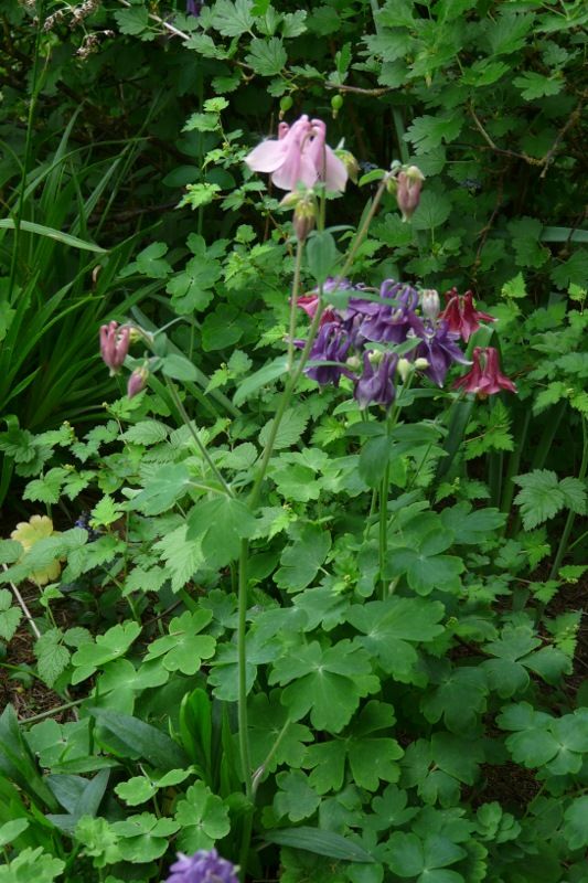 Akelei, Blumenstauden, Stauden, Blühstauden in Eggebek