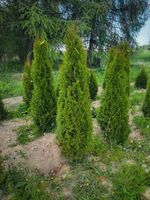 LEBENSBAUM THUJA SMARAGD BRABANT TOP HECKPFLANZEN Baden-Württemberg - Heilbronn Vorschau