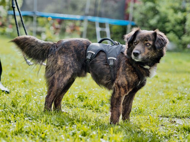 Ferdinand, unkomplizierter Familienhund, ca. 4 Jahre*Tierschutz* in Vaterstetten