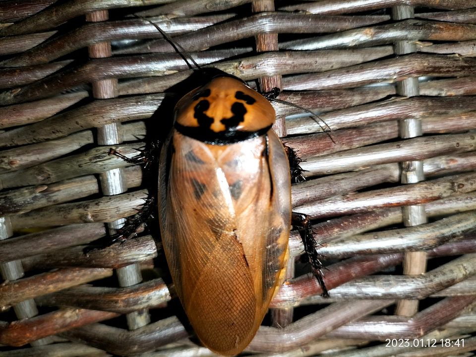 Eublaberus distanti in Ludwigsburg