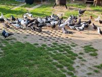 Tauben zu verkaufen Parchim - Landkreis - Dabel Vorschau