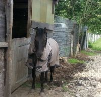 Pflegebeteiligung für Pony gesucht Düsseldorf - Unterbilk Vorschau