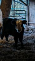 Rinder, Absetzen, Fleisch-Vieh Bio Niedersachsen - Geestland Vorschau