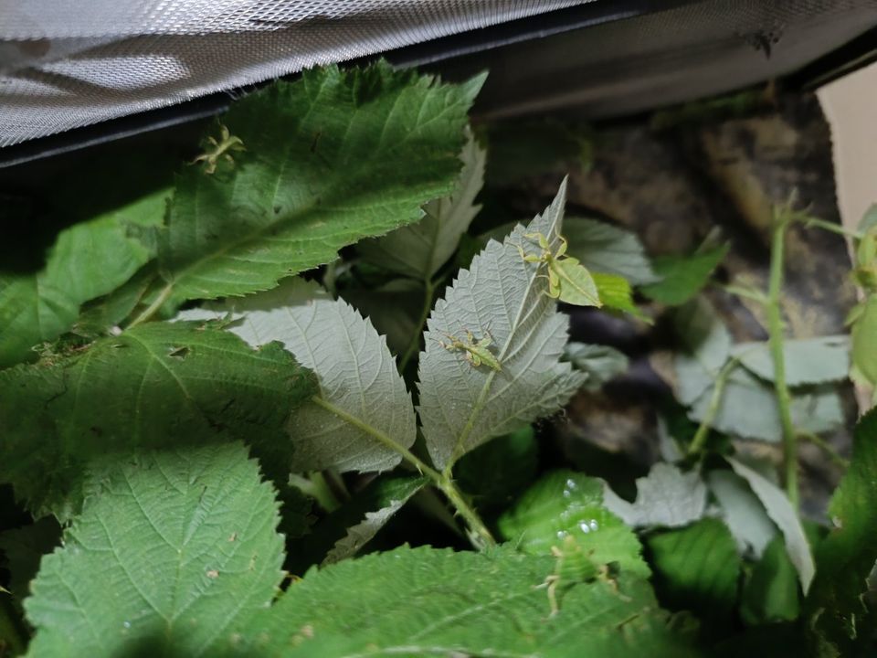 Wandelndes Blatt (Phyllium philippinicum) Wandelnde Blätter in Krefeld