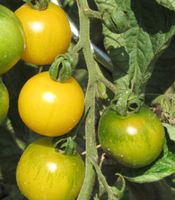 Tomatenpflanzen/Salattomate SCHÖNHAGENER FRÜHE Niedersachsen - Weener Vorschau
