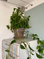 Schöner Ficus Zimmer Pflanze Efeu  Wohnzimmer Deko, Drachenbaum West - Griesheim Vorschau