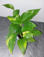 Efeutute Epipremnum Pinnatum 25cm etablierte Zimmerpflanze Berlin - Reinickendorf Vorschau