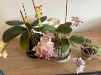 3 Orchideen und 2 Orchitope inklusive Bayern - Forchheim Vorschau