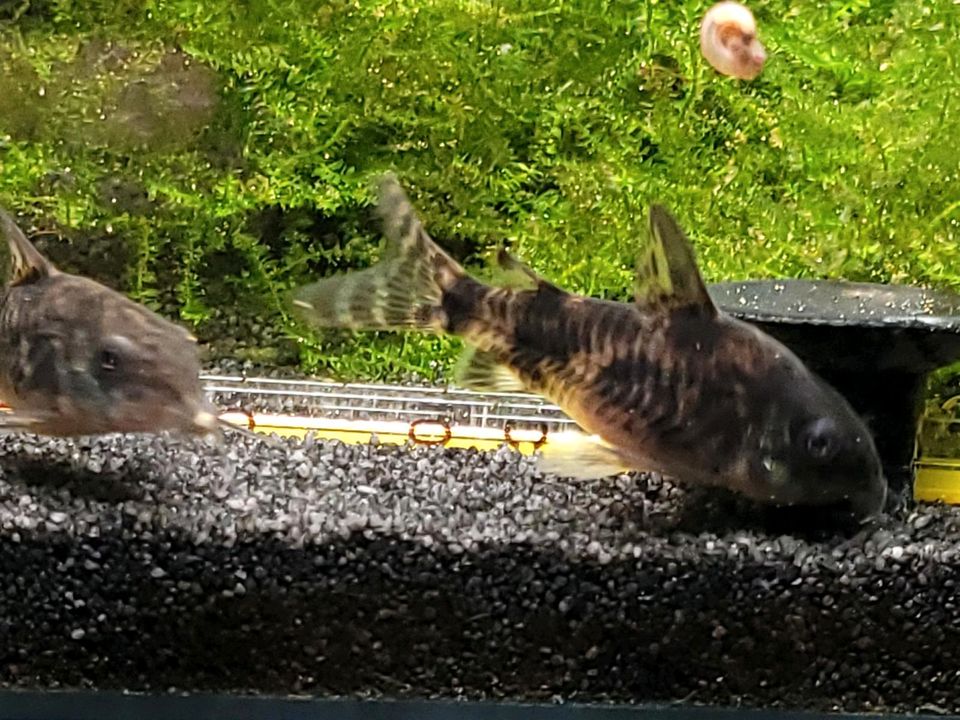 Corydoras Paleatus / Panzerwelse in Rödinghausen