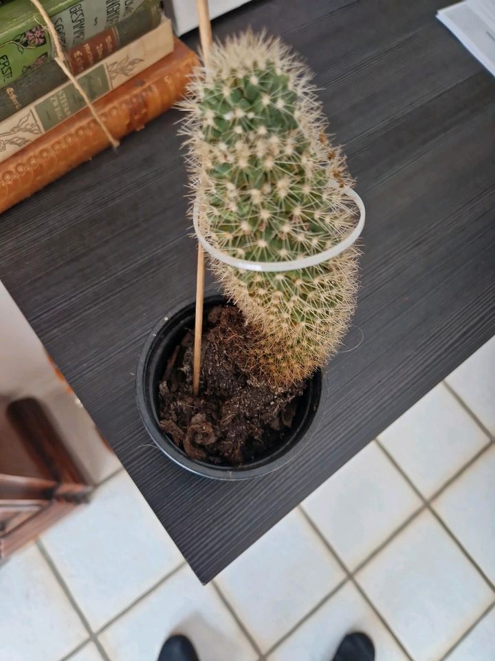Kaktus zu verschenken in Ratingen