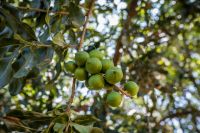 Macadamia Jungpflanze Exot Rarität Sachsen - Zschorlau Vorschau