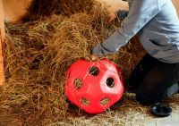 Futterspielball Heuball "HeuBoy" für Pferde / Kälber Schleswig-Holstein - Meggerdorf Vorschau