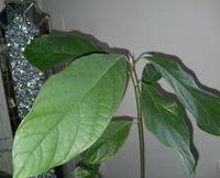 Avocado Pflanzen zu verkaufen Avocado ernten Baum Zimmerpflanze Nordrhein-Westfalen - Nieheim Vorschau