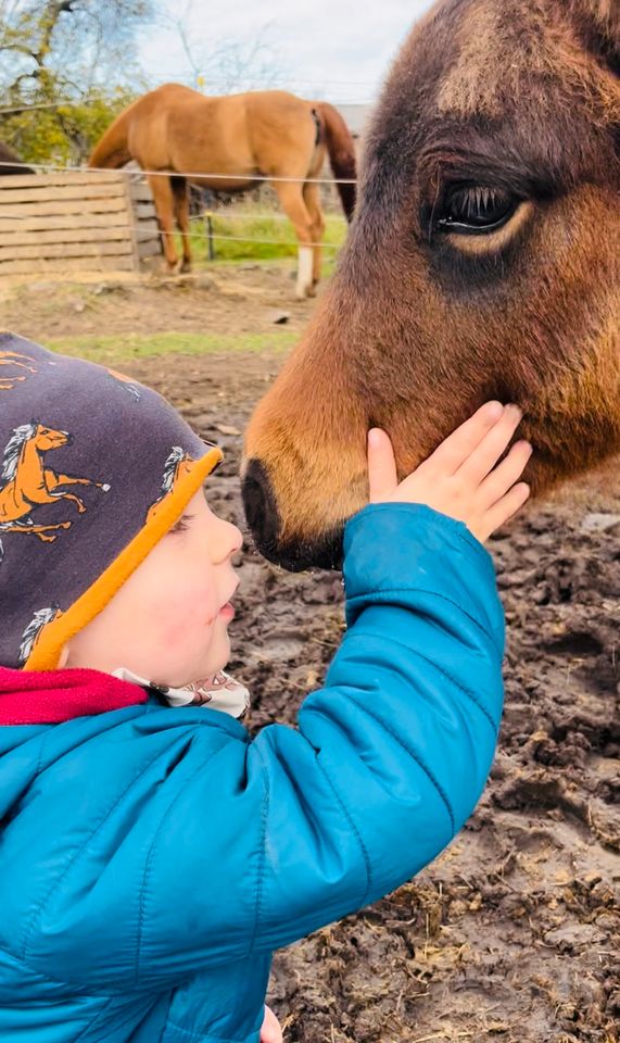 Shetlandpony Stute zu verkaufen in Bandelin