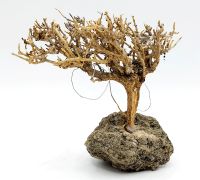 ❤ Garnelen Bäumchen Bonsai auf Lava Aquarium Terrarium ab 9,90 €* Bayern - Velburg Vorschau