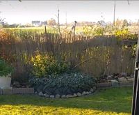 Bepflanzter Traktorreifen Bielefeld - Heepen Vorschau