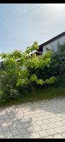 Trompetenbaum Catalpa Bignonioides herzförmige Blätter Hausbaum Bayern - Bergen Vorschau