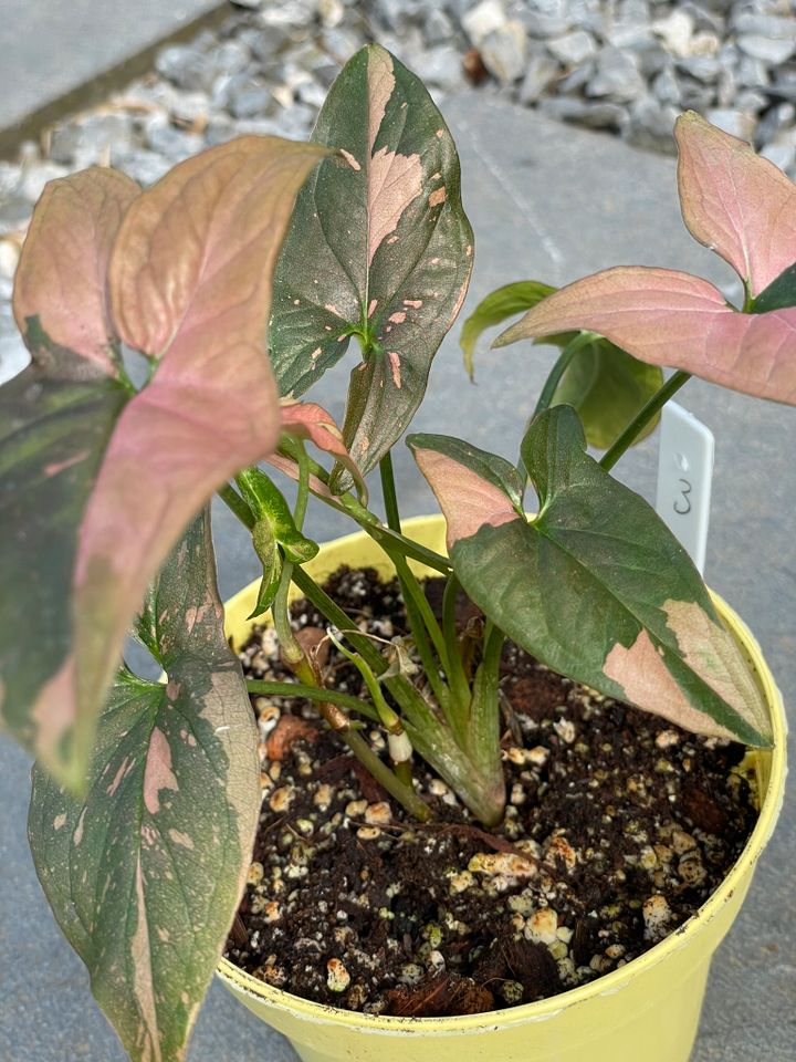 Syngonium Red Spot in Dinslaken