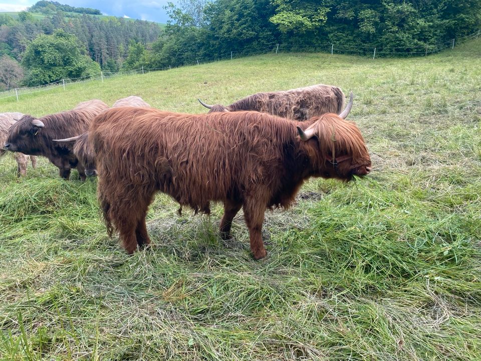 Highland Cattle in Krautheim