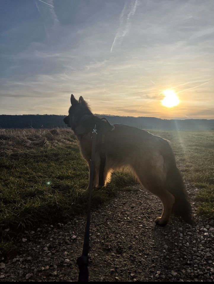 Gassi geher gesucht spazieren mit Hund (hunde Betreuung) in Singen