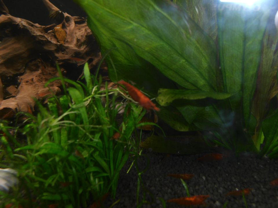 Aquarium, rote Zwerggarnelen Neocaridina red in Selm