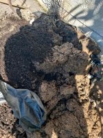 Erde Mutterboden aus Hochbeet zu verschenken Baden-Württemberg - Malsch Vorschau