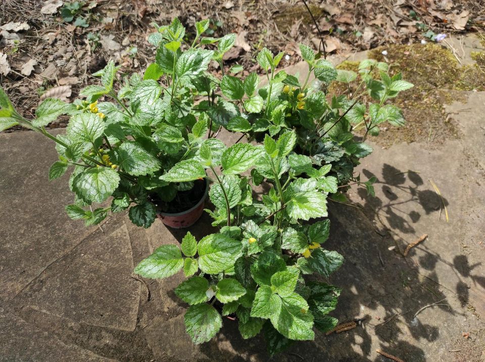 Goldnessel (Lamium galeobdolon) - Bodendecker in Birkenwerder