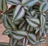 Stecklinge Zebrakraut - Tradescantia zebrina silver plus *Ableger Niedersachsen - Sarstedt Vorschau