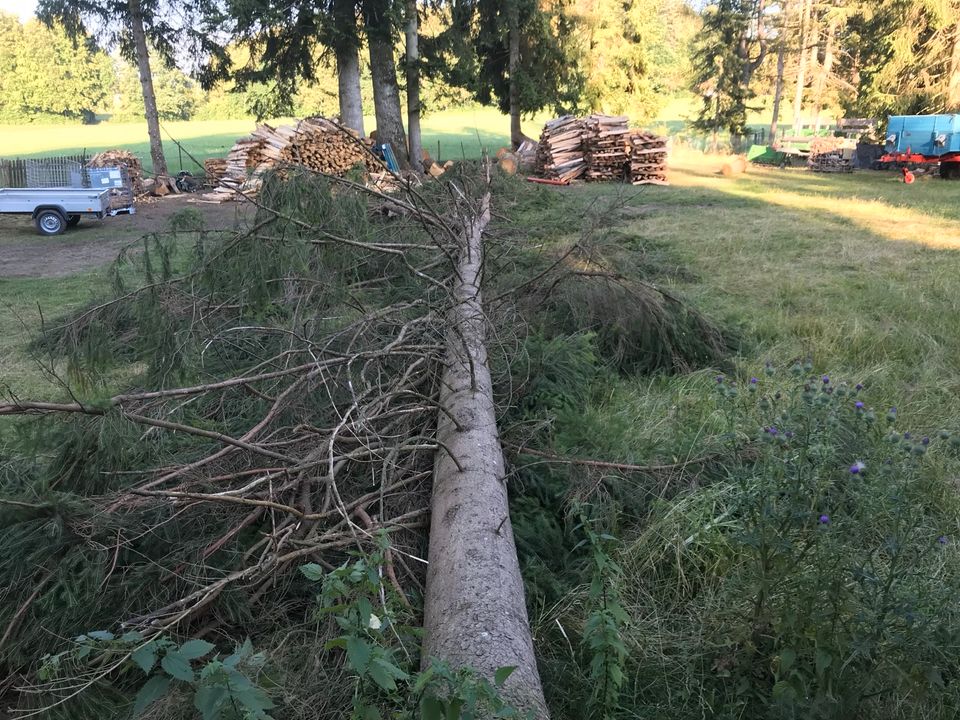 Baumfällarbeiten/Durchforstung/Sturmschäden/Baumfällen in Waakirchen
