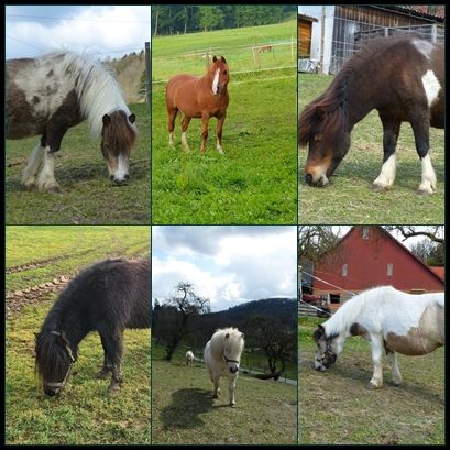 Selbstgeführtes Ponyreiten auf dem 74538 Pferdehof Dendelbach in Rosengarten