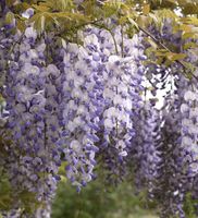 Chinesischer Blauregen 60-80cm - Wisteria sinensis Niedersachsen - Bad Zwischenahn Vorschau