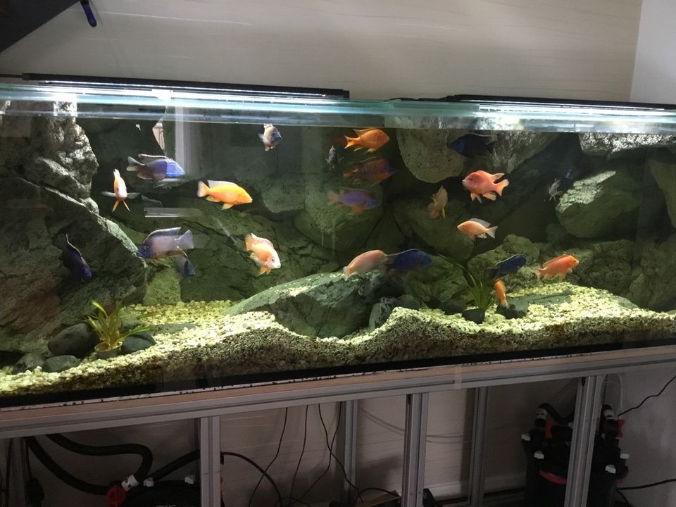 Aquarium komplett 220 x 66 x 60 cm (lxbxh) in Bad Staffelstein