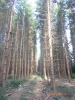 Brennholz in Selbstwerbung; Holz zum Selbermachen Bayern - Mindelheim Vorschau