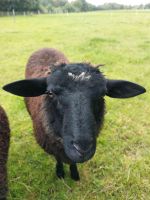 2025 wieder Pommernböcke Schafe Lämmer Herdbuch zu verkaufen Schleswig-Holstein - Gettorf Vorschau