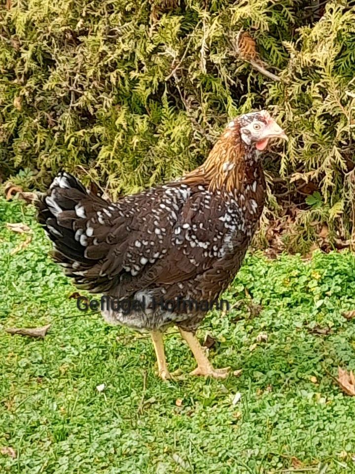 Geflügelverkauf Hühner, Enten, Gänse, Wachteln, u.v.m. in Stockheim Oberfr