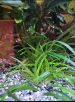 Aquarium Pflanze Eriocaulon Vietnam Baden-Württemberg - Mühlheim an der Donau Vorschau