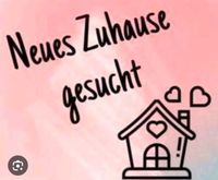 Junges Paar sucht Wohnung ! Niedersachsen - Osnabrück Vorschau