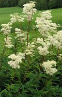 Mädesüß Filipendula ulmaria Heilpflanze BIO Magengeschwuer Gicht Niedersachsen - Westerstede Vorschau