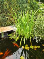 Sumpf-Schwertlilie gelb Baden-Württemberg - Bad Mergentheim Vorschau