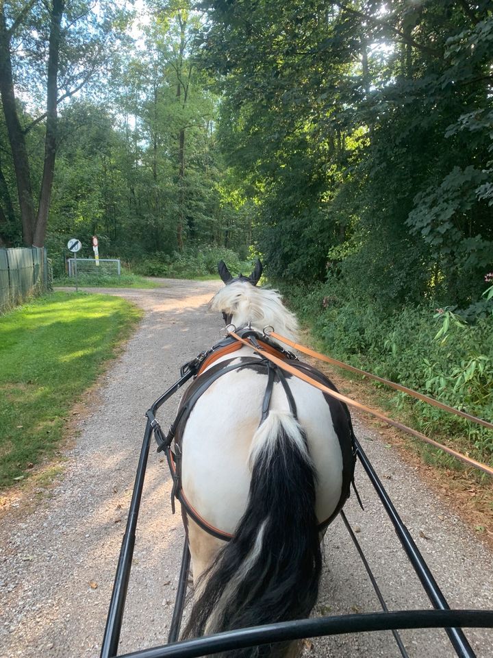 Ausbildungsplätze Fahren/Reiten freier Platz ab Juli/August in Perach