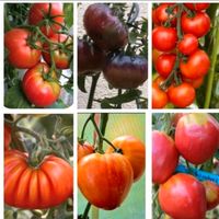 Tomatenpflanzen/ verschiedene Sorten Sachsen-Anhalt - Havelberg Vorschau