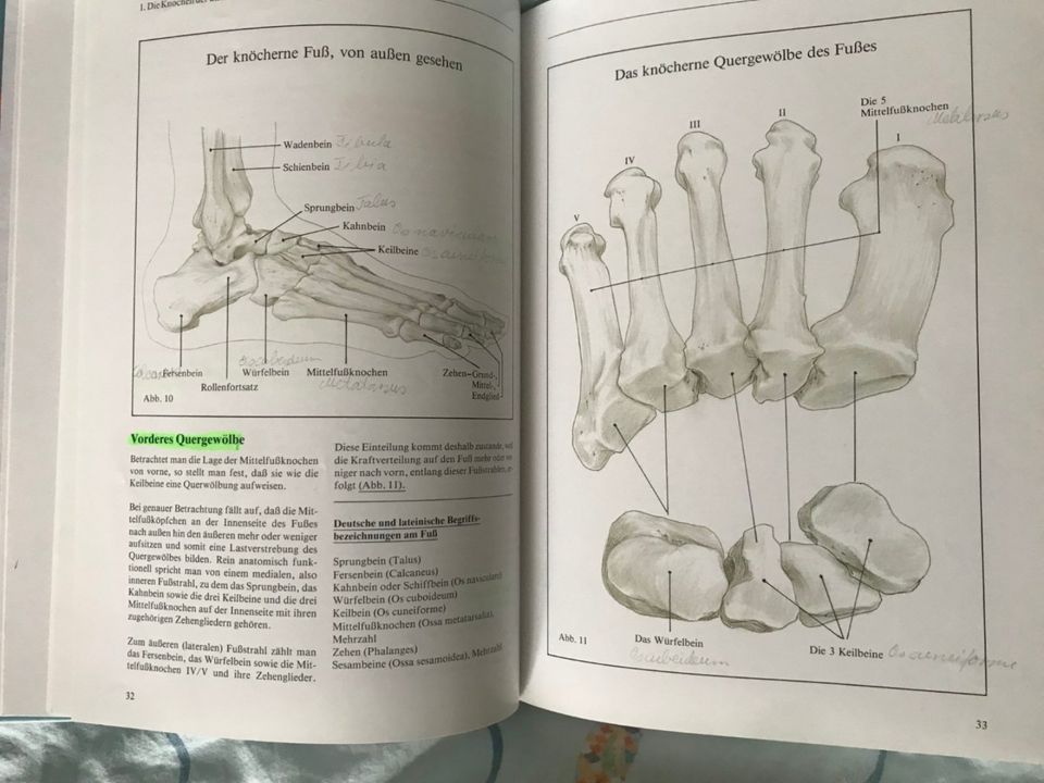 Spezielle Anatomie des Beines Podologische Dermatologie in Weiden (Oberpfalz)