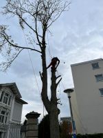 Baumfällen Baumfällung Seilklettern Sturmschäden Nordrhein-Westfalen - Lügde Vorschau