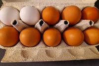 Frische Eier von glücklichen Hühnern Bayern - Titting Vorschau
