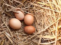 Glucke für Eier unseres Huhns Nordrhein-Westfalen - Eschweiler Vorschau