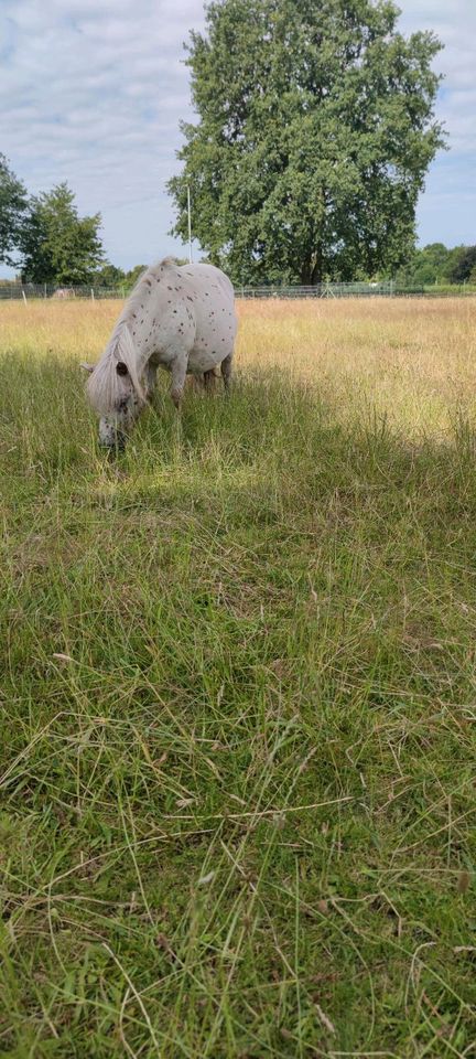 Minishetty /Mini Shetlandpony / Volltiger / Shetty in Oberhausen