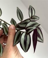 Ableger Tradescantia Zebrina Silver Plus (Silber Dreimasterblume) Niedersachsen - Lehre Vorschau