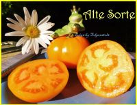 ♥ BIO Alte Sorte Tomaten FROSCHKÖNIGS GOLDKUGEL,Samen,Garten,Rari Eimsbüttel - Hamburg Schnelsen Vorschau