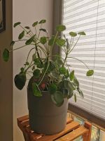 Chinese Money Plant / Pancake Plant 30cm (9 plants) Mitte - Tiergarten Vorschau